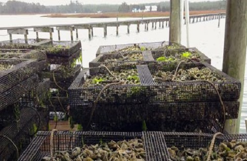An image of oyster cages