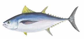 Big Eye Tuna
