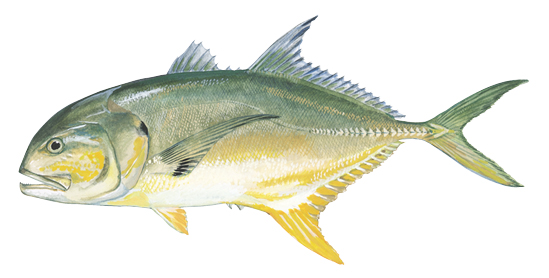 Crevalle Jack