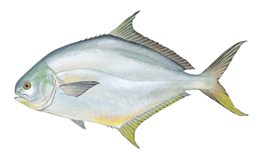 Pompano